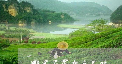 哪里买罗布麻茶叶/2023032728508