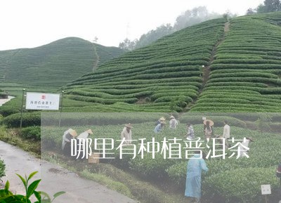 哪里有种植普洱茶/2023032930593