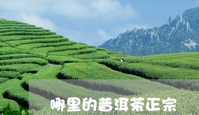 哪里的普洱茶正宗/2023041333938