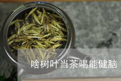 啥树叶当茶喝能健脑/2023041475949