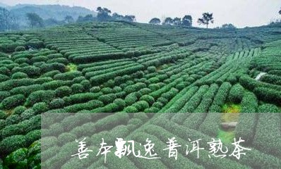 善本飘逸普洱熟茶/2023032922927