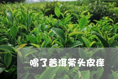 喝了普洱茶头皮痒/2023031651503