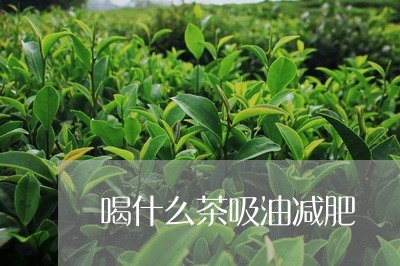 喝什么茶吸油减肥/2023032213057