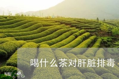 喝什么茶对肝脏排毒/2023041544460