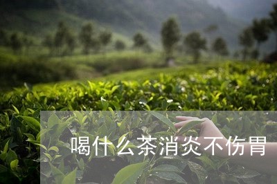 喝什么茶消炎不伤胃/2023041567383