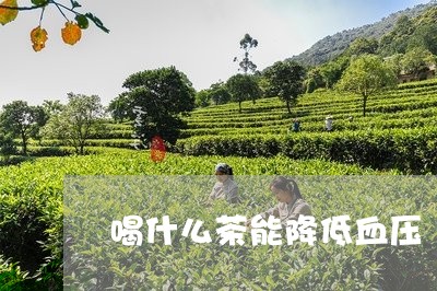 喝什么茶能降低血压/2023031935471