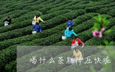 喝什么茶能降压快呢/2023041536250