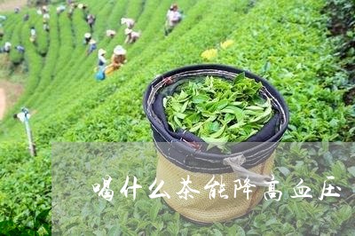 喝什么茶能降高血压/2023041569792