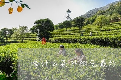 喝什么茶补阳气最好/2023041627392