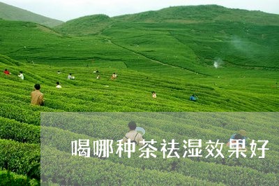 喝哪种茶祛湿效果好/2023041517168