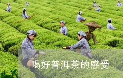 喝好普洱茶的感受/2023041042705