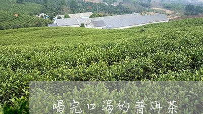 喝完口渴的普洱茶/2023041038262