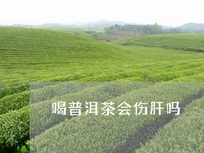 喝普洱茶会伤肝吗/2023033022827