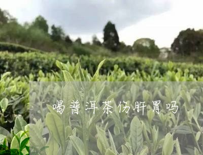 喝普洱茶伤肝胃吗/2023033013148