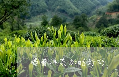 喝普洱茶加醋好吗/2023031836167