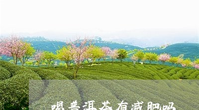 喝普洱茶有减肥吗/2023040104835