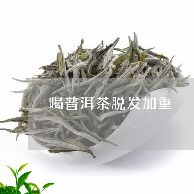 喝普洱茶脱发加重/2023031844937