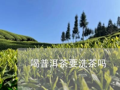 喝普洱茶要洗茶吗/2023041366261