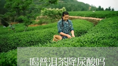 喝普洱茶降尿酸吗/2023041391506