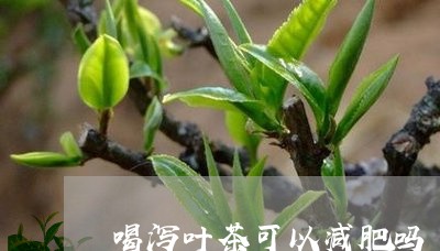 喝泻叶茶可以减肥吗/2023041471596