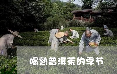 喝熟普洱茶的季节/2023040108272