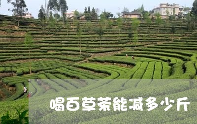 喝百草茶能减多少斤/2023041468473