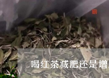 喝红茶减肥还是增肥/2023031908403