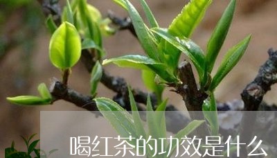 喝红茶的功效是什么/2023032173618