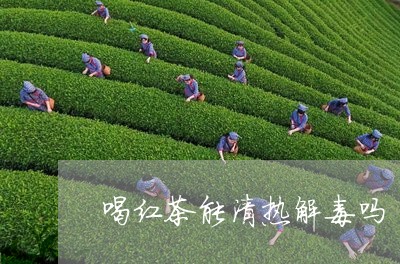 喝红茶能清热解毒吗/2023031961705