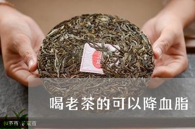 喝老茶的可以降血脂/2023032155046