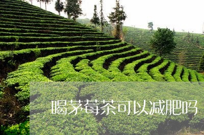 喝茅莓茶可以减肥吗/2023031827571