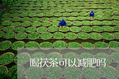 喝茯茶可以减肥吗/2023032229272