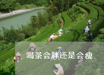 喝茶会胖还是会瘦/2023032507260