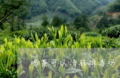 喝茶可以清肺排毒吗/2023032005928