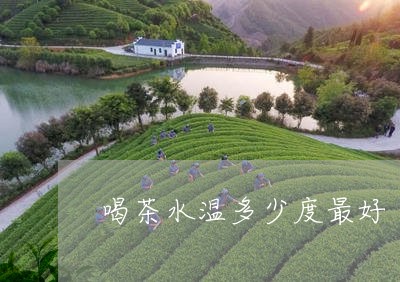 喝茶水温多少度最好/2023041654846