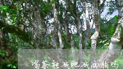 喝茶能减肥减油脂吗/2023041615959