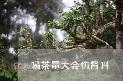 喝茶量大会伤肾吗/2023032594258