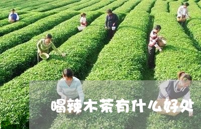 喝辣木茶有什么好处/2023041574037