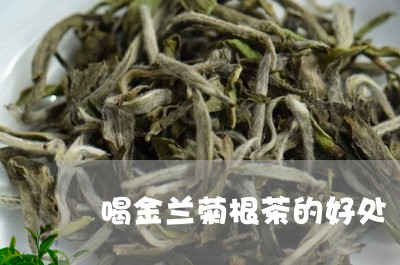 喝金兰菊根茶的好处/2023032174946