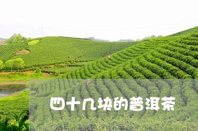 四十几块的普洱茶/2023033011503