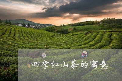 四季红山茶的寓意/2023032448396