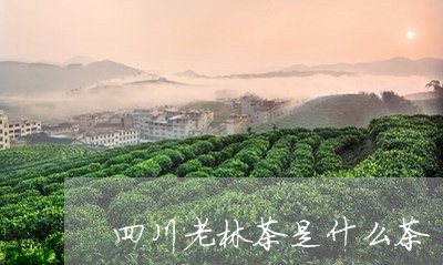 四川老林茶是什么茶/2023041508682