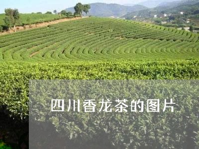 四川香龙茶的图片/2023032449473