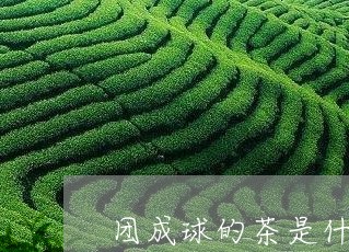 团成球的茶是什么茶/2023031935836