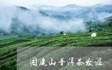 困鹿山普洱茶发涩/2023033090897