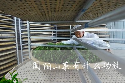 固阳山茶有什么功效/2023041525827