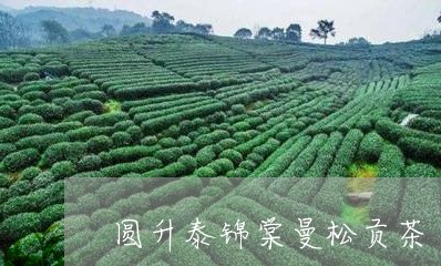 圆升泰锦棠曼松贡茶/2023041593945