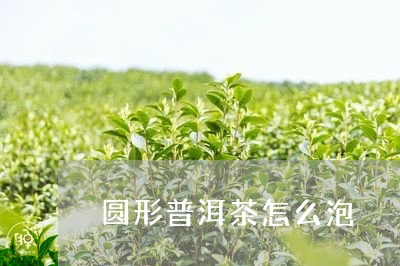 圆形普洱茶怎么泡/2023041065050