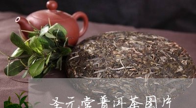 圣元堂普洱茶图片/2023040170693