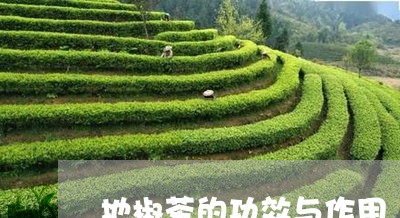 地椒茶的功效与作用/2023032188169